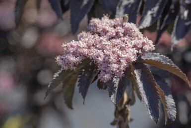 Sambucus nigra 'Black Tower' C3 30-40