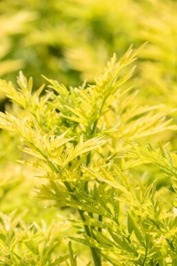 Sambucus nigra 'Golden Tower' C7,5 40-50