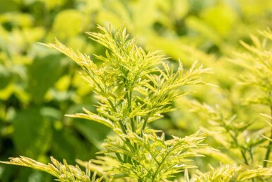Sambucus nigra 'Golden Tower' C3 30-40