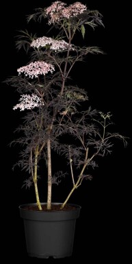 Sambucus nigra 'Thundercloud' C3 30-40