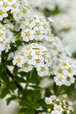 Spiraea arguta C6,5 60-80