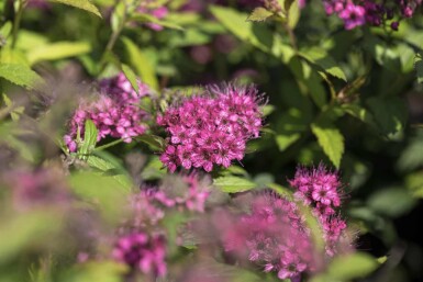 Spiraea japonica 'Anthony Waterer' Strauch 15-20 cm