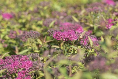 Spiraea japonica 'Anthony Waterer' C3 30-40