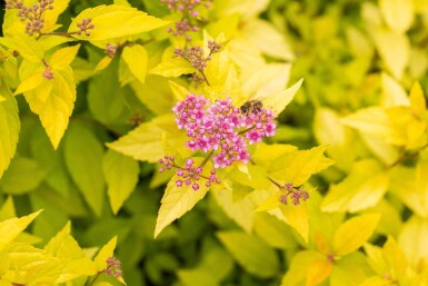 Spiraea japonica 'Golden Princess' Strauch 20-30 cm