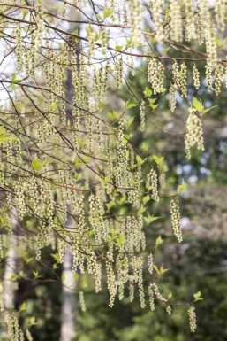 Stachyurus praecox C3 30-40