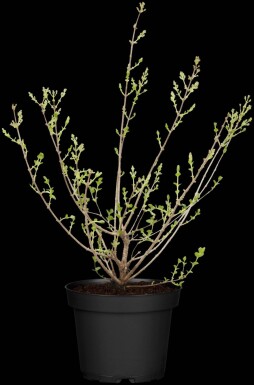 Syringa meyeri 'Palibin' struik 30-40 cm