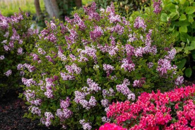 Syringa meyeri 'Palibin' struik 30-40 cm