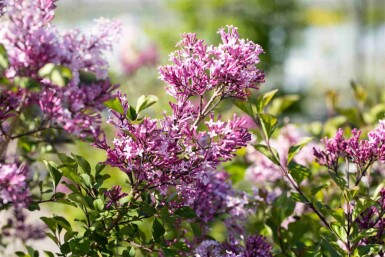 Syringa meyeri 'Palibin' struik 30-40 cm