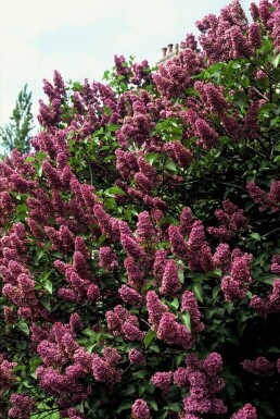Syringa vulgaris 'Andenken an Ludwig Spath' struik 30-40 cm