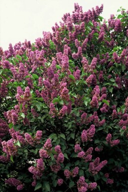 Syringa vulgaris 'Andenken an Ludwig Spath' struik 30-40 cm