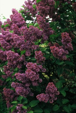 Syringa vulgaris 'Andenken an Ludwig Spath' C7,5 60-80