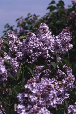 Syringa vulgaris 'Michel Buchner' struik 60-80 cm