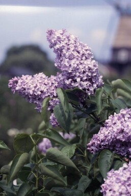 Syringa vulgaris 'Michel Buchner' Strauch 60-80 cm