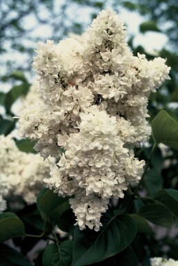 Syringa vulgaris 'Mme Lemoine' C4 40-50