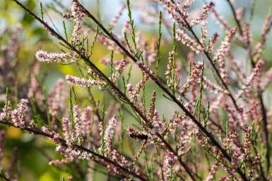 Tamarix parviflora C4 80-100