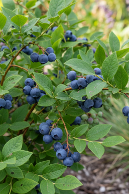 Vaccinium corymbosum 'Goldtraube' buske 40-50 cm