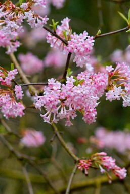 Viburnum bodnantense 'Dawn' C2,5 40-50
