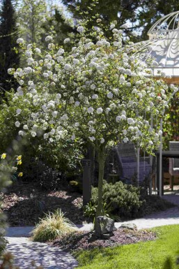 Viburnum burkwoodii C10 80-100