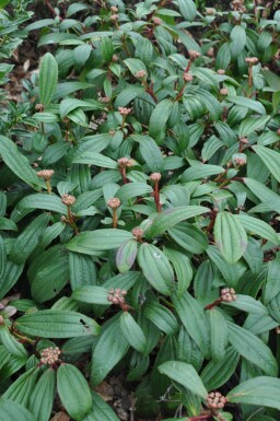 Viburnum davidii struik 30-40 cm