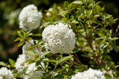 Viburnum 'Eskimo' struik 30-40 cm