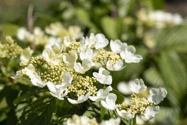 Viburnum plicatum 'Mariesii' struik 20-25 cm