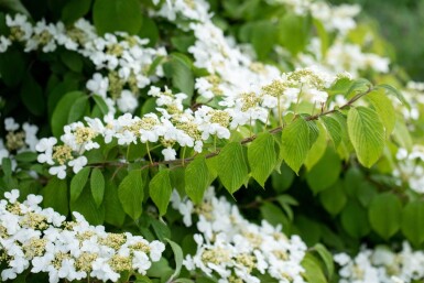 Viburnum plicatum 'Mariesii' struik 20-25 cm