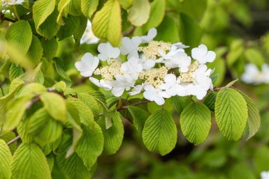 Viburnum plicatum 'Tomentosum' C3 30-40