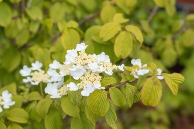 Viburnum plicatum 'Watanabe' busk 15-20 cm