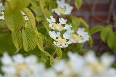 Viburnum plicatum 'Watanabe' busk 15-20 cm