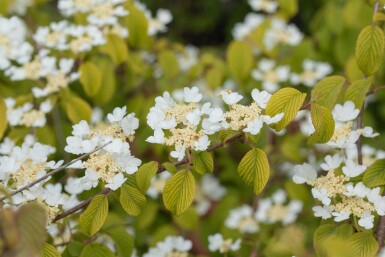Viburnum plicatum 'Watanabe' struik 30-40 cm
