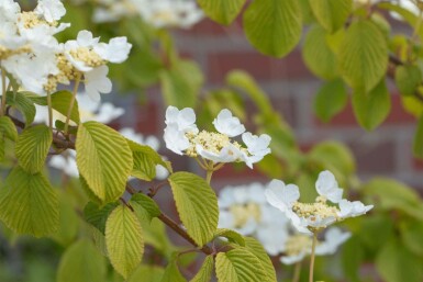 Viburnum plicatum 'Watanabe' struik 30-40 cm