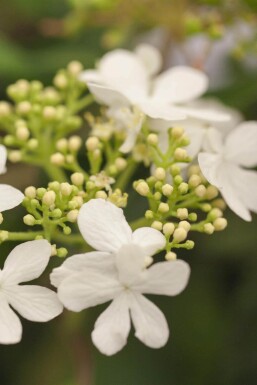 Viburnum plicatum 'Watanabe' C3 30-40