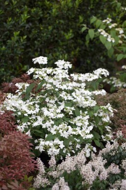Viburnum plicatum 'Watanabe' struik 30-40 cm