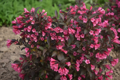 Weigela 'Naomi Campbell' struik 30-40 cm