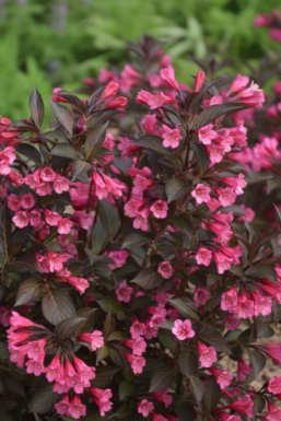 Weigela 'Naomi Campbell' struik 30-40 cm