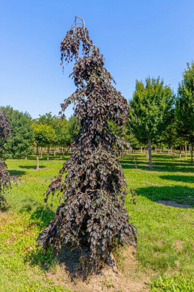 Fagus sylvatica 'Purple Fountain' Trauerform Fagus sylvatica 'Purple Fountain' Trauerform