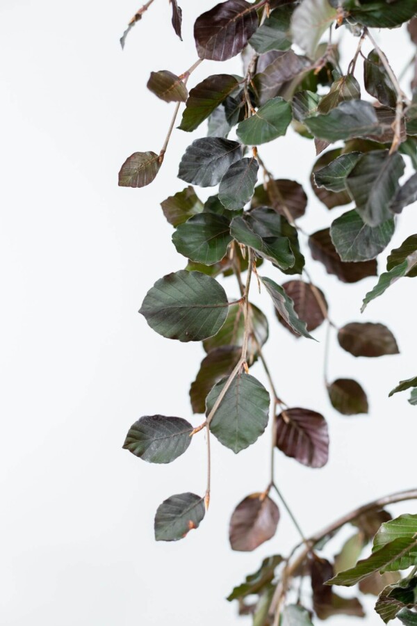 Fagus 'Purple Fountain' TR 12/14 P/K Fagus sylvatica 'Purple Fountain' Trauerform 12/14
