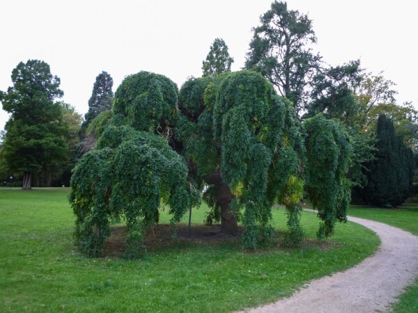 Fraxinus excelsior 'Pendula' Trauerform Fraxinus excelsior 'Pendula' Trauerform