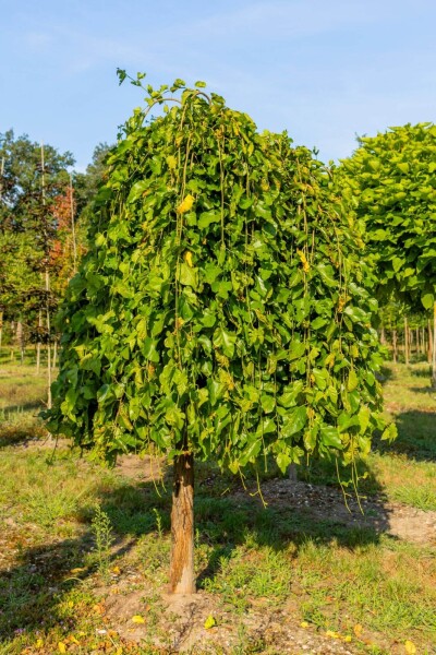 Morus alba 'Pendula' Trauerform Morus alba 'Pendula' Trauerform