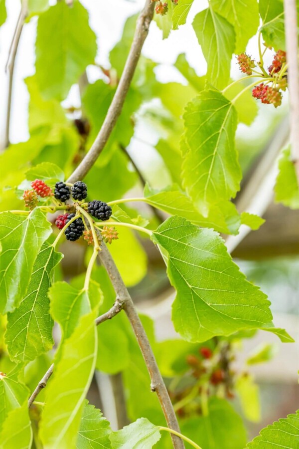 Morus alba 'Pendula' TR 90 P/K Morus alba 'Pendula' Trauerform 90cm Stamm