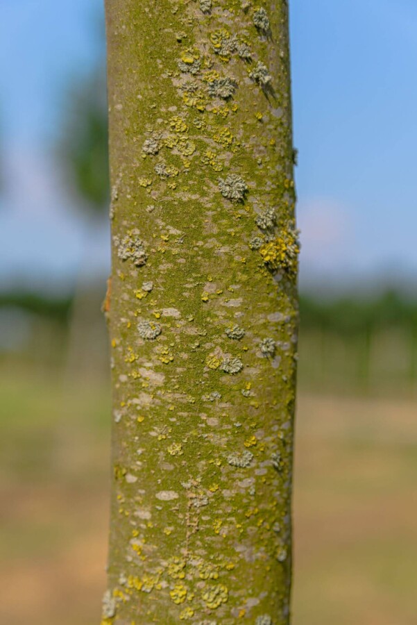 Platanus Alphen's Globe BO 6/8 120 P/K Platanus x hispanica 'Alphen's Globe' Halbstamm 6/8 120cm Stamm