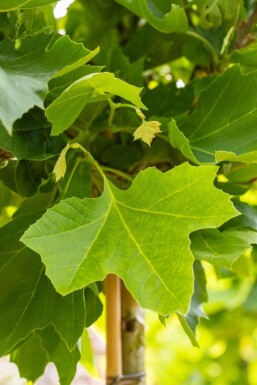 Platanus Alphen's Globe BO 6/8 120 P/K Platanus x hispanica 'Alphen's Globe' Halbstamm 6/8 120cm Stamm