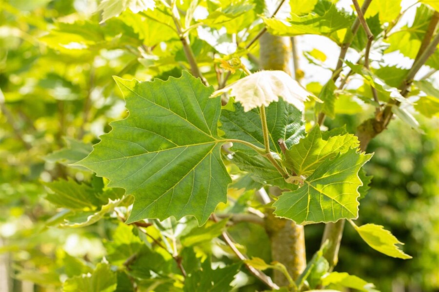 Platanus Alphen's Globe BO 6/8 120 P/K Platanus x hispanica 'Alphen's Globe' Halbstamm 6/8 120cm Stamm