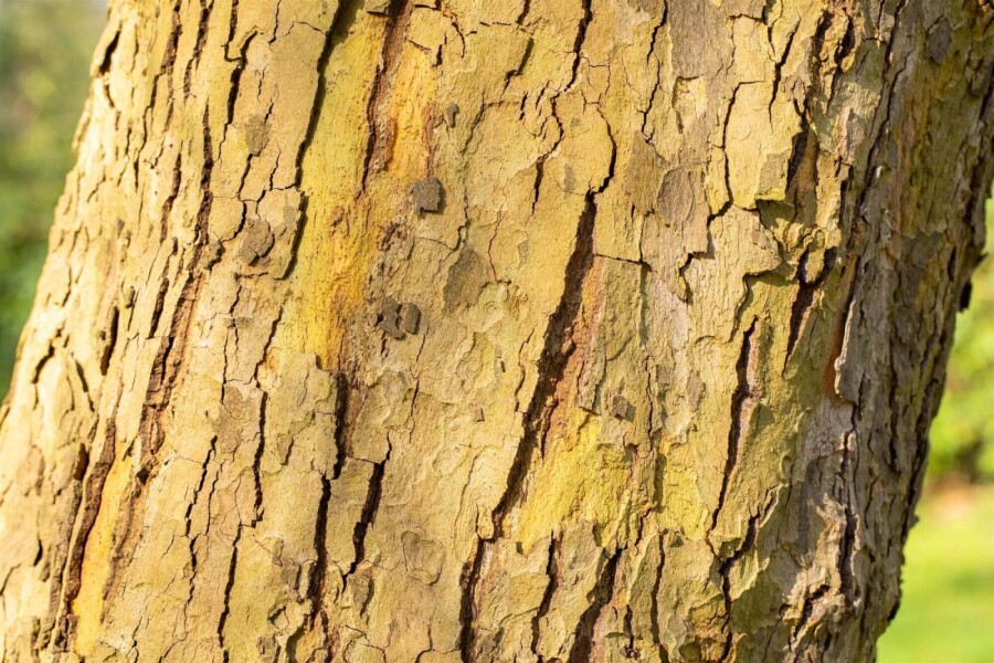 Platanus Alphen's Globe BO 6/8 120 P/K Platanus x hispanica 'Alphen's Globe' Halbstamm 6/8 120cm Stamm