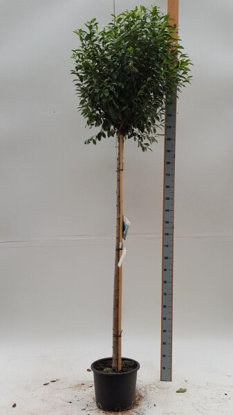 Prunus x eminens 'Umbraculifera' Kugelförmig Prunus x eminens 'Umbraculifera' Kugelförmig