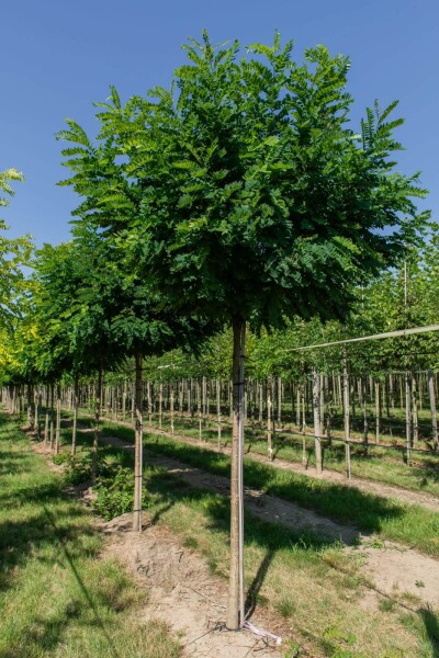 Robinia pseudoacacia 'Umbraculifera' Kugelförmig Robinia pseudoacacia 'Umbraculifera' Kugelförmig