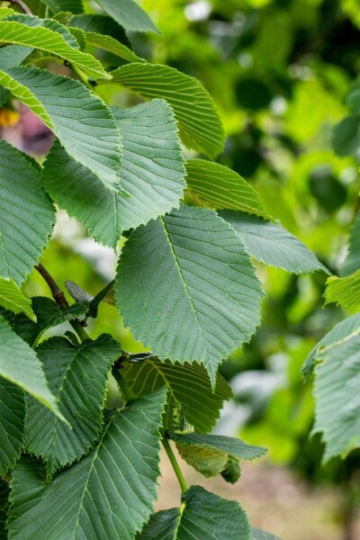 Ulmus glabra 'Camperdownii' Trauerform Ulmus glabra 'Camperdownii' Trauerform