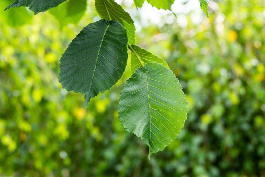 Ulmus Camperdow TR 14/16 P/K Ulmus glabra 'Camperdownii' Trauerform 14/16