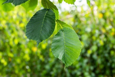 Ulmus Camperdow TR 14/16 P/K Ulmus glabra 'Camperdownii' Trauerform 14/16