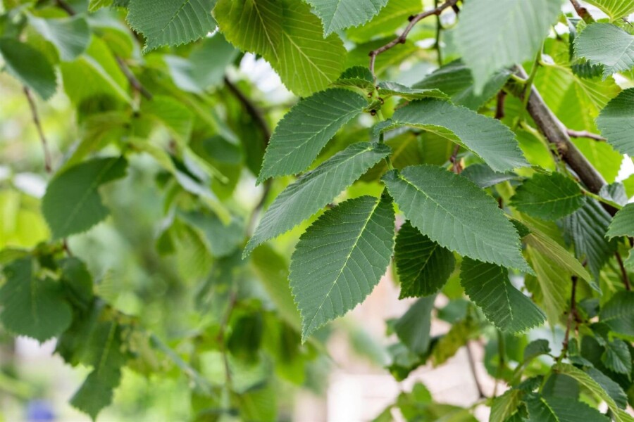 Ulmus Camperdow TR 14/16 P/K Ulmus glabra 'Camperdownii' Trauerform 14/16